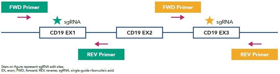 How to accelerate the generation of single-cell clones