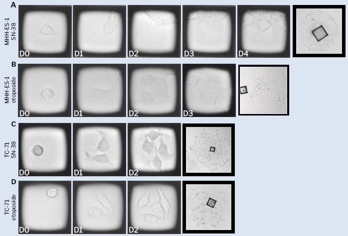 How to accelerate the development of in-vitro models of chemoresistance?