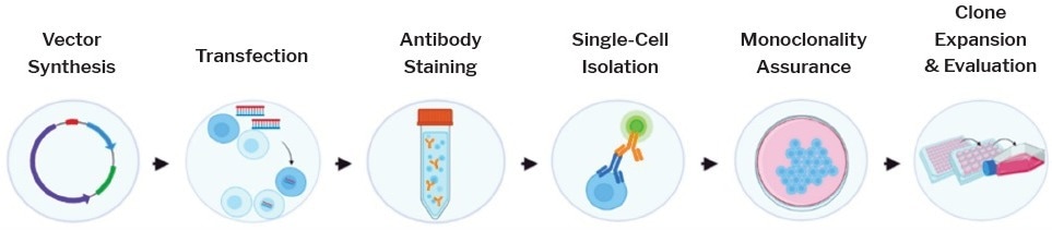 Identifying rare double positive clones