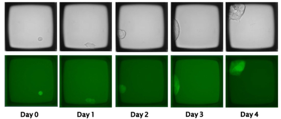 How to automate cloning for CRISPR workflows