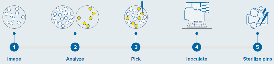 Colony screening workflow with QPix 420 system.