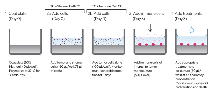 Introducing real-time live-cell analysis with The Incucyte® live-cell analysis system Assay Workflow