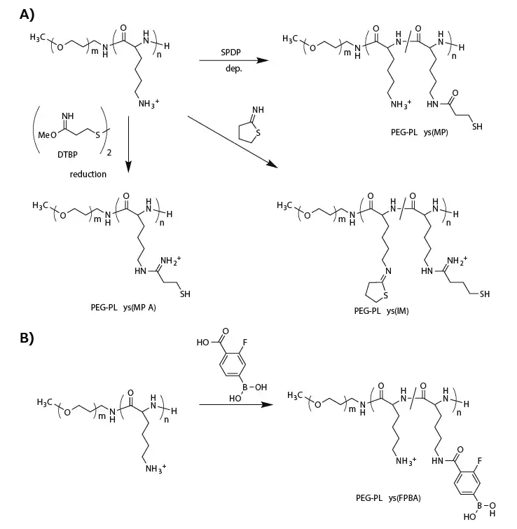 Functionalization of PEG-PLys for fabricating biological-environment-responsive micellar PICs. A) A series of thiolations of PEG-PLys for preparing disulfide-crosslinked micelles. B) Modification of PEG-PLys with phenylboronic acid for ATP-responsive micelle fabrication.