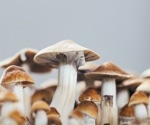 Quantification of Psilocybin and Psilocin in Psilocybe Cubensis Mushrooms