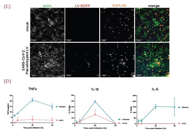 Lung MPS are infected by SARS-CoV-2 and produce an inflammatory response. (A) ACE2 and TMPRSS2 mRNA expression in alveolar and bronchial MPS cultures were measured using qPCR. (B) Pseudotyped lentivirus expressing the SARS-CoV-2 Spike (D614G) protein tagged with mCherry was used to infect alveolar cultures. Tissues were fixed and stained for SFTPB (green), DNA (blue) and mCherry (red). Scale bar, 100 μm. (C) Pseudotyped lentivirus expressing the SARS-CoV-2 Spike (D614G) protein tagged with mCherry was used to infect alveolar cultures with THP-1 monocytes (tagged with far-red Cell Tracker (orange)). Tissues were fixed and stained for mCherry (red), actin (green) and DNA (blue). Scale bar, 100 μm. (D) TNFα, IL-1β and IL-6 expression were measured using ELISA over 48 hrs during infection.