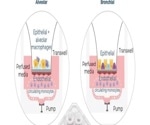 Harnessing alveolar and bronchial microphysiological systems for respiratory disease research and therapeutic testing