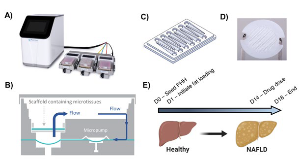 Human in vitro MPS NAFLD model. 