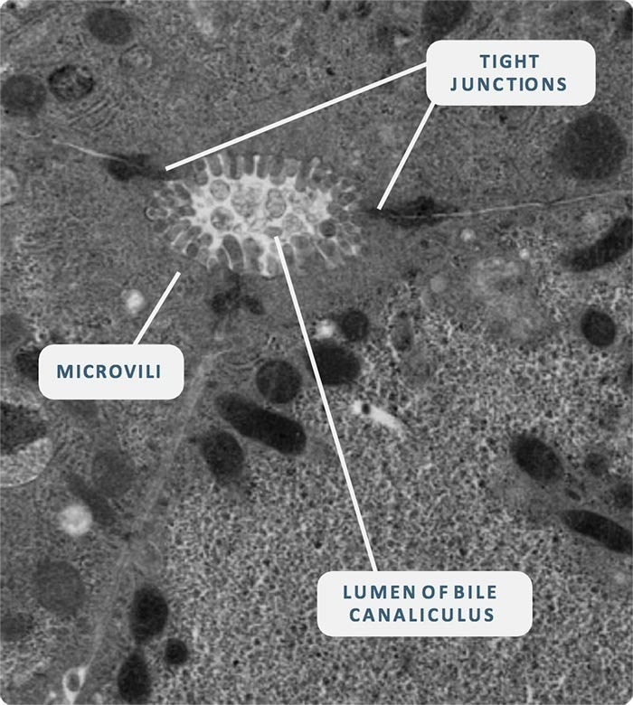 How does blood flow mimicking enhance Organ-on-a-Chip technology?