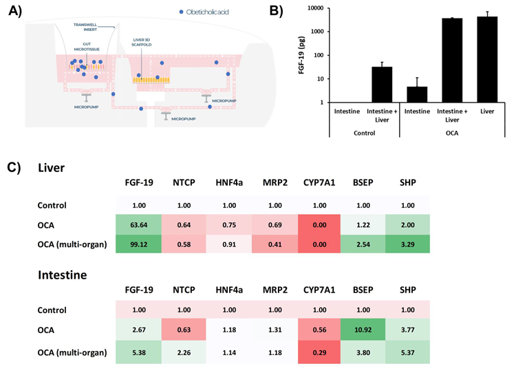 Treatment of intestine-liver MPS with FXR agonist induces synergistic responses from both organ models. Liver MPS and intestine liver MPS were cultured for seven days, in either the PhysioMimix Liver or Dual-organ plates, and dosed with FXR agonist OCA - 20 µM in the apical compartment of the intestine MPS (to mimic an oral dose) and cultured for 48 hours. A) Schematic representation of the transfer of OCA between the two tissue models. B) Fibroblast growth factor (FGF 19) production measured via ELISA from single or multi organ cultures with and without treatment. C) Transcriptomic changes to key FGF-19 target genes in liver and intestinal tissue following OCA exposure. Data shown as fold change compared to control/untreated tissue. All data a minimum of three biological replicates and shown as mean ± SD. 