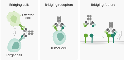 MOA of Multispecific Antibodies