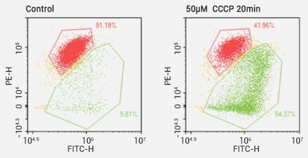 The analysis of mitochondrial membrane potential through JC-1 assays.