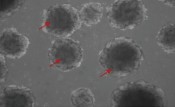 iPSC-derived human vascular organoids were cultured with FGF2 (Cat#: 10014-HNAE), VEGF165 (Cat#: 11066-HNAH), EGF (Cat#: 10605-HNAE). Red arrows represent vascular organoids.