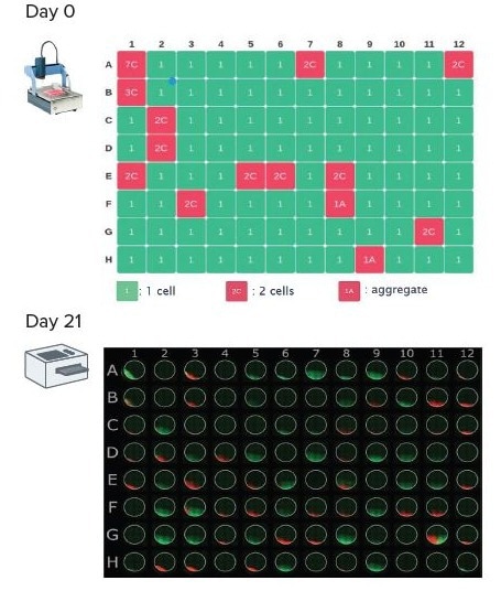 Clonality check on Day 0 using the DispenCell analysis software (left panel) and imaging of colonies on Day 21 using fluorescent imaging (right panel)