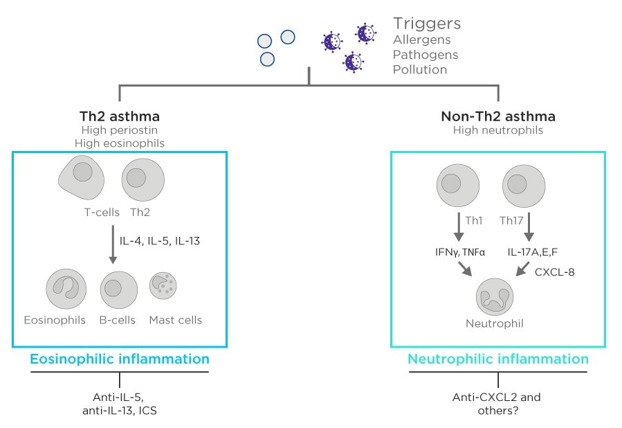 Different asthma phenotypes are the result of parallel inflammation pathways. This graphic serves to illustrate just some of the complexity of inflammation and how this can result in different asthma types requiring different treatments e.g. inhaled corticosteroids (ICS).