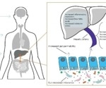 What are the links between liver disease and the microbiome?