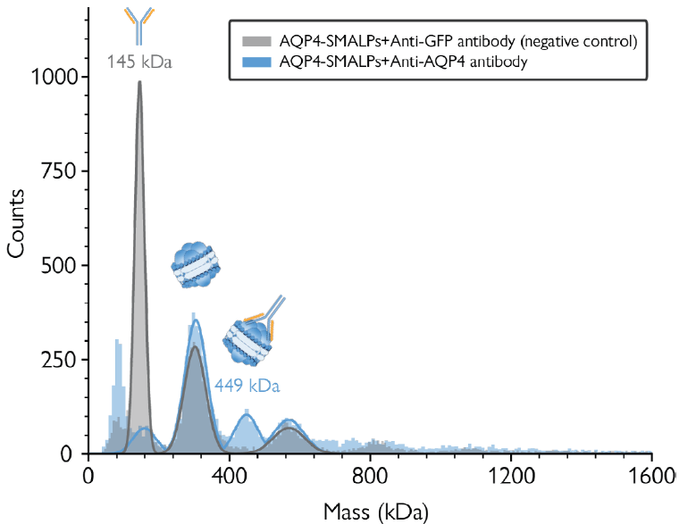 Antibody binding assay confirms the presence of AQP4 in the purified sample
