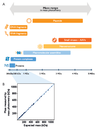 Mass photometry accurately measures diverse biomolecules