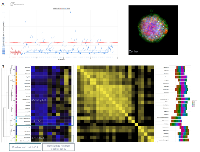 Using StratoMineR for data analysis. A) Scatterplot representing the phenotypic distance score (-log, Y-axis) for each compound is shown. Compound treated samples (blue) compared to negative controls (red) are shown. Hits are identified as those above the red dotted line (p≤ 0.05). B) Results from the cluster analysis are represented as a hierarchical dendrogram. Left: The cluster ID and colored bars indicate which cluster a compound treated spheroid belongs to. Rows represent the included factors and columns represent the compound treatment. Middle: Correlation matrix is shown to give an overview of the similarity/ dissimilarity between the compounds. Columns and rows represent compounds used. The intensity of the color represents the similarity based on the calculated cosine vector score from the PCA factors. Right: Bar graph showing the contribution of each PCA factor to each compound hit. C) Example images grouped by cluster from the Cell Painting assay. Three of the stains, Hoechst (blue, nuclei), SYTO 14 (green, RNAP) and MitoTracker (red, mitochondria) are represented as a composite image. An example of a control DMSOtreated spheroid and spheroids from cluster 7, 6 and 5 are shown.