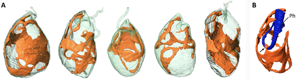 Shape and detailed structure of the mitochondrion. A) Surface rendering of five cells reconstructed from SBF-SEM data, each showing a single interconnected mitochondrion (orange). B) Connection point between the mitochondrion and the cytopharynx (Ph)