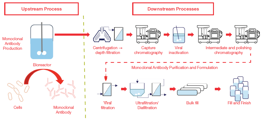 Upstream and downstream workflow for production of monoclonal antibodies. 