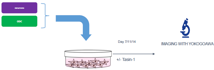 Schematic workflow of ioGlutamatergic neurons and ioOligodendrocyte-like cells co-culture. Neurons and oligodendrocytes were first cultured separately up to day 4. Oligodendrocytes were detached and added to neurons (Day 0 post-co-culture). Co-culture was maintained for up to day 7, day 11, or day 14 post-co-culture.