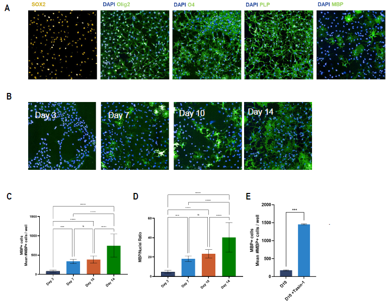 Characterization of ioOligodendrocyte-like cells show oligodendrocyte morphology in culture and presence of early and late-stage oligodendrocyte-specific markers