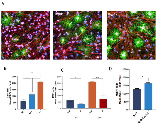 Myelin production in ioGlutamatergic Neuron and ioOligodendrocyte co-culture