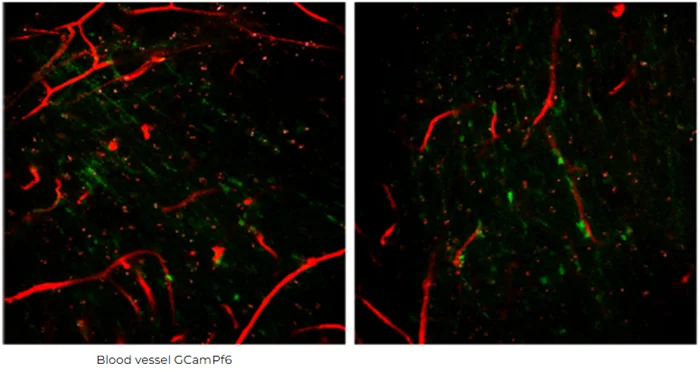 Two-Photon Hippocampal CA1 Imaging in CIC-Implanted Mice