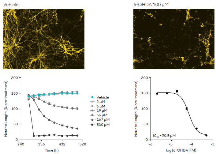 6-OHDA-induced Neurite Disruption in a PD Model. Concentration-dependent neurotoxic effects of 6-OHDA on neurite length measured using live-cell analysis in rat primary co-culture models.
