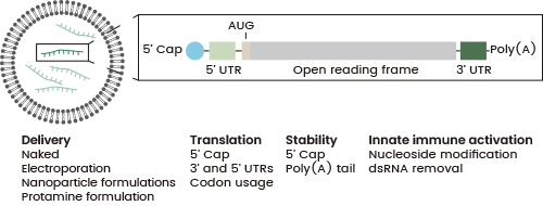 Delivery and Structural Elements of mRNA Therapeutics. Left: Lipid-based mRNA nanoparticle structure. Right: Synthetic mRNA structure with 5′ cap, 5′ and 3′ UTRs, start codon (AUG), and poly(A) tail. UTR: Untranslated region; ds: Double-stranded 11