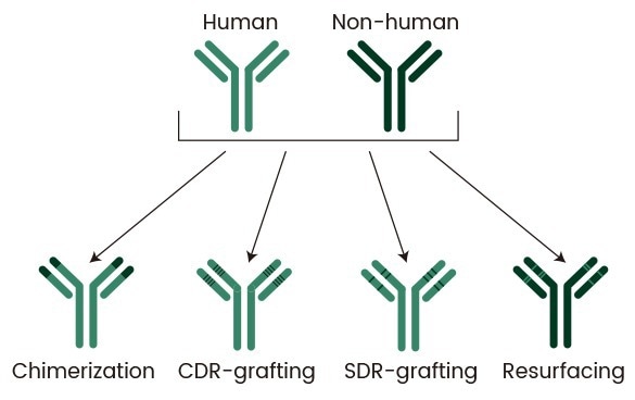 Evolution of Humanization Methods: Starting with chimerization, the goal has been to minimize non-human elements without compromising functionality. This includes CDR grafting, where non-human CDR loops are grafted onto a human framework, SDR grafting, which involves grafting only the binding residues of the CDRs onto the framework, and resurfacing, where exposed non-human residues are replaced with human ones [1]