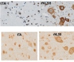 Phenotyping a TDP-43 model for ALS drug discovery