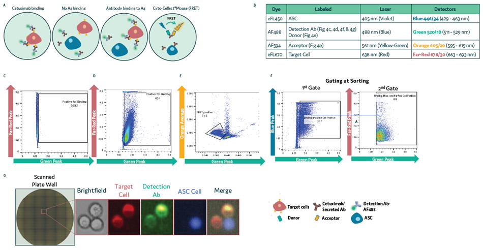 Isolation of ASC using surface binding assay in Cyto-Mine® Chroma. (a) Schematic diagram for assay reaction and gating strategies used during sorting. (b) List of fluorochromes used in the assay. (c-d) A431 target cells labelled with eFL670 were mixed with anti-hIgG-AF488 Ab in the absence (c) or presence (d) of Cetuximab. Cells were loaded on Cyto-Mine® Chroma and gated for Far Red & Green signals during sorting. (e) IgG secretion of ASC using Cyto-Cellect® Mouse FRET probes. (f-g) ASC labelled with eFL450 were mixed with eFL670- labelled target cells in the presence of AF488-detection antibody. Droplets were gated during sorting (f) and dispensed into 96 well plates. (g) Dispensed cells were imaged using a fluorescence microscope