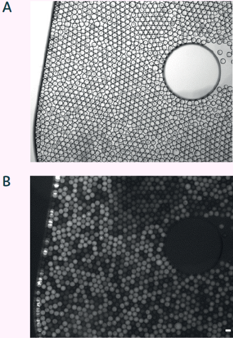 Brightfield (A) and fluorescent micrograph (B) of sorted picodroplets in dispensing chamber. Scale bar 100 μm