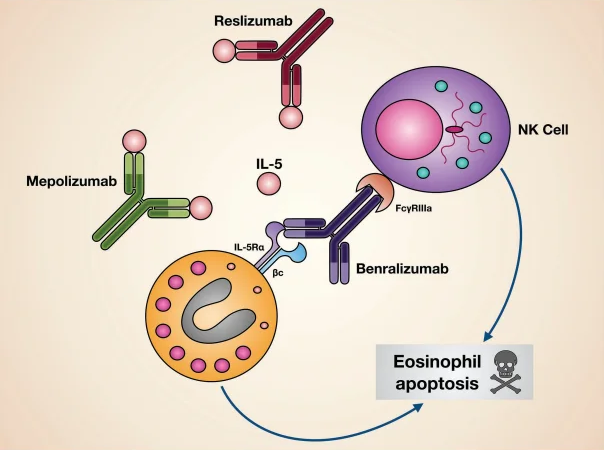 Mechanisms of action of biological drugs targeting IL-5 or its receptor.