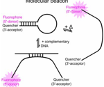 Investigating the fluorescence behavior of molecular beacons