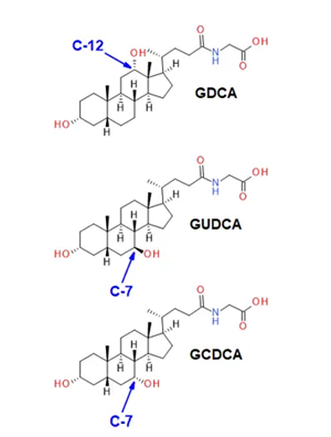 The glucodeoxycholic acid subclass of bile acids. Bile acids are cholesterol-derived amphipathic molecules of saturated hydroxylated C-24 sterols. GDCA has a hydroxyl moiety at carbon 12 (C-12), whereas GUDCA and GCDCA are hydroxylated at carbon 7 (C-7). The latter two isomers are characterized by a different stereochemistry at the number 7 carbon. Quantitative specificity for this class of molecules is highly dependent on chromatographic resolution when analyzed using CID-based fragmentation