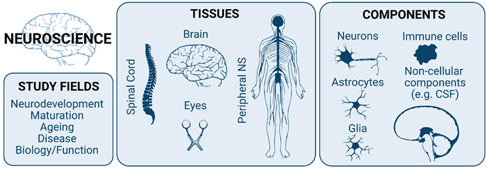 The term neuroscience encompasses different study fields, tissues, and nervous system components