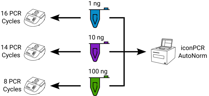 Experimental design showing sample distribution across workflows. For each tissue tested, 1 ng, 10 ng, or 100 ng of total DNA was used as input. For standard PCR, each input amount was used with a fixed number of PCR cycles, per manufacturer recommendations, requiring three separate thermocycler runs. For iconPCR with AutoNorm, all samples were run concurrently