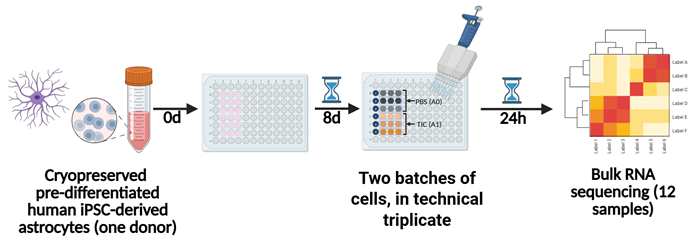 Generation of astrocyte RNAseq data.