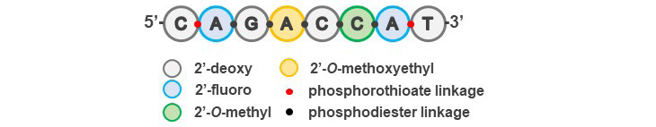 Structure of the model therapeutic oligonucleotide