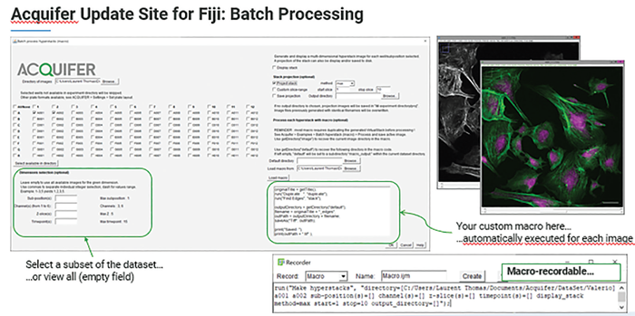 The Bruker Acquifer Fiji Update site is an ideal toolbox for image processing, visualization, and batch processing