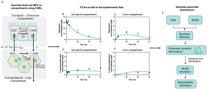 Advancing ADME studies using in silico tools