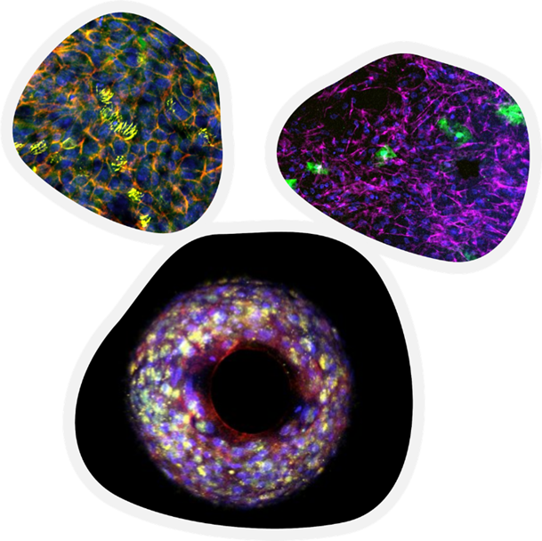 mAbs development and microphysiological systems: Addressing animal limitations