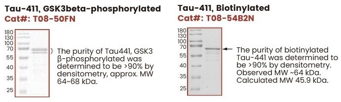 The role of SignalChem’s Tau proteins in fast-tracking neurodegenerative research