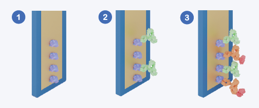 Assay Workflow Schematic.