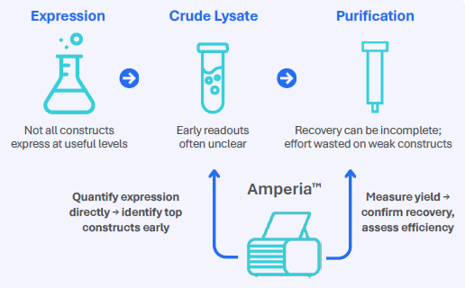 Amperia provides quantitative insight in expression screening