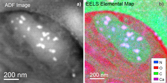 a) Simultaneous annular dark field (ADF) image of the mitochondria. b) EELS elemental map showing that the areas in purple correspond to the presence of Ca