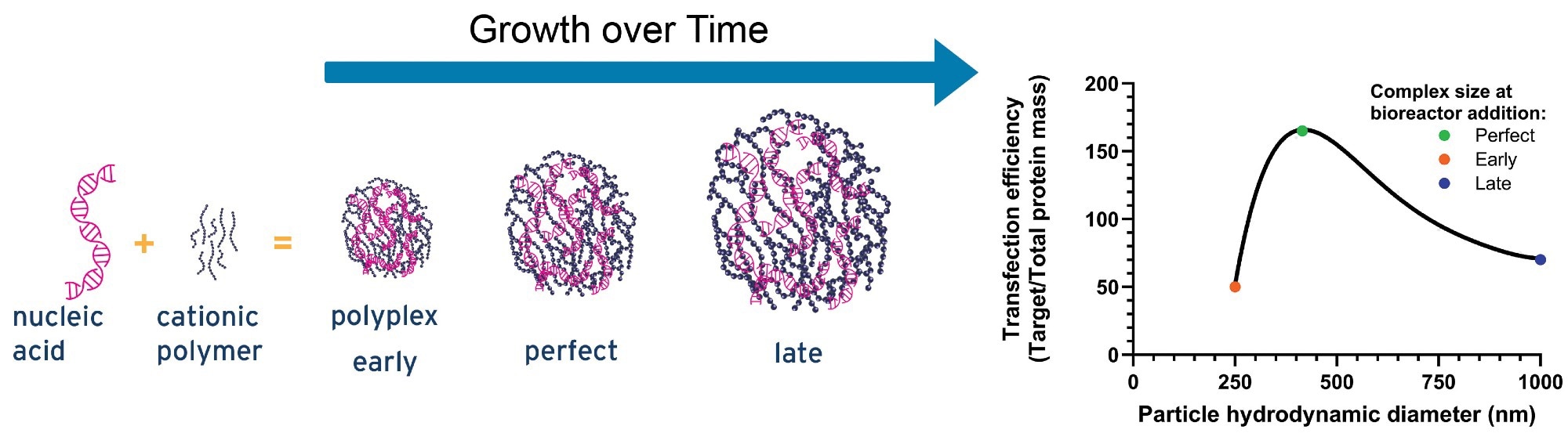An illustrative graph showing the influence of pDNA-PEI complex size on transfection efficiency