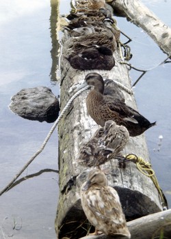 The World Health Organization (WHO) said yesterday four new cases of human avian influenza have been reported in Vietnam. These include a 21-year-old man and his 14-year-old sister.